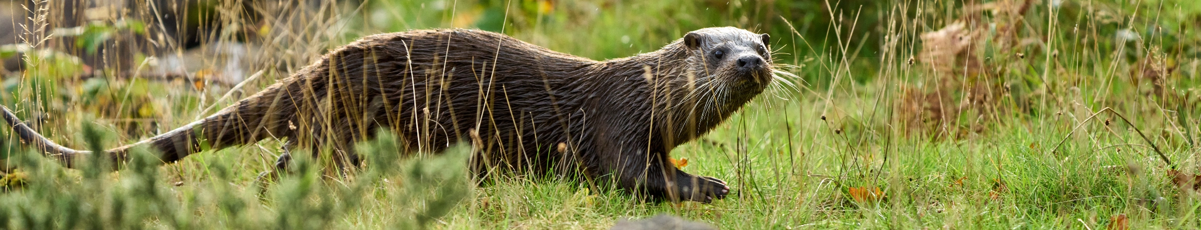 Image Gallery tec-nut.com for London Wild Animal Recue Centre -   Wildlife sanctuary refuge, New Company, Best Website Builder, Easy Website, Free Website, Free website template, Company Website, New Website, Simple Website,  Animal rescue sanctuary, easy website, Free Website